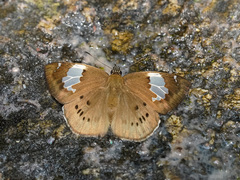 Coladenia buchananii