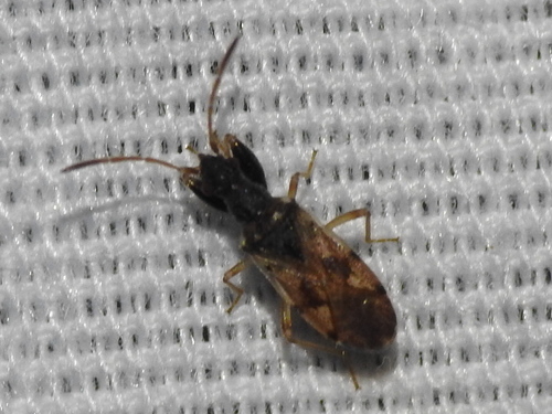 Pseudopamera setosa photo 5