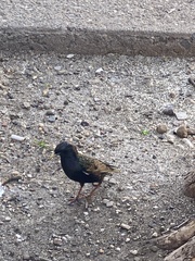 Sturnus vulgaris