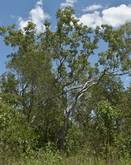 Eucalyptus platyphylla