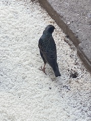 Sturnus vulgaris