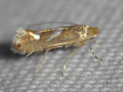 Glyphipteriginae