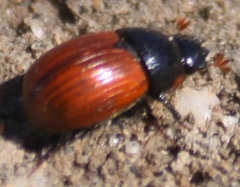 Aphodius pedellus