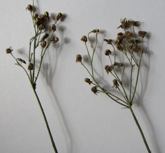 Pilosella auriculoides