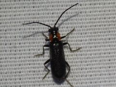 Rhagonycha lineola