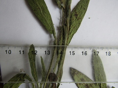 Pilosella auriculoides