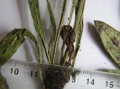 Pilosella auriculoides