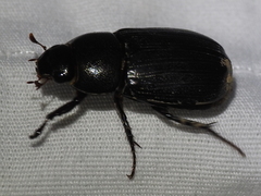 Dyscinetus morator