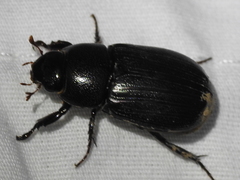 Dyscinetus morator