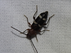 Phymatodes varius