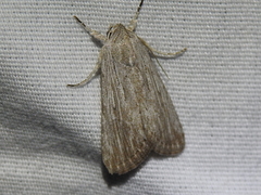 Catabena lineolata