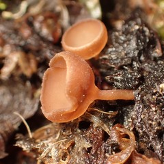 Dumontinia tuberosa