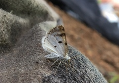 Lomographa semiclarata