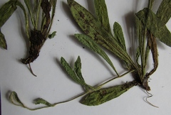 Pilosella auriculoides