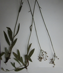 Pilosella auriculoides