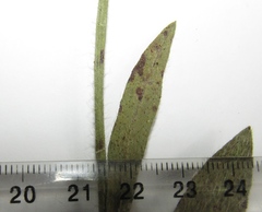 Pilosella auriculoides