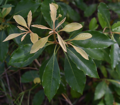 Pittosporum tinifolium A.Cunn.