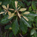 Pittosporum tinifolium - Photo (c) Russell Cumming, some rights reserved (CC BY-NC), uploaded by Russell Cumming