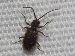 Gynopterus