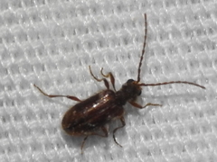 Gynopterus