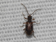 Gynopterus