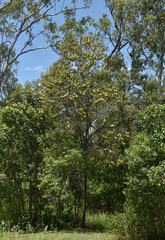 Acacia crassicarpa
