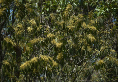Acacia crassicarpa