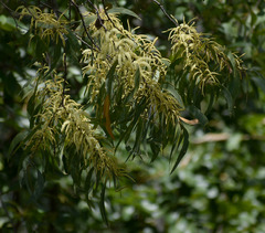 Acacia crassicarpa