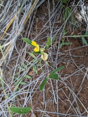 Fabaceae