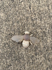 Anthophora affabilis