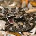 Texas Rat Snake - Photo (c) Chris Harrison, some rights reserved (CC BY-NC), uploaded by Chris Harrison