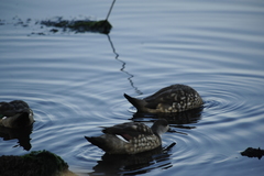 Lophonetta specularioides