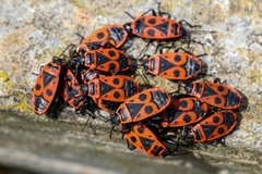 Pyrrhocoris apterus