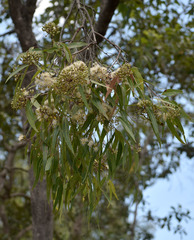 Corymbia clarksoniana