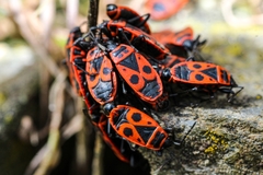 Pyrrhocoris apterus