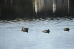 Tachyeres patachonicus