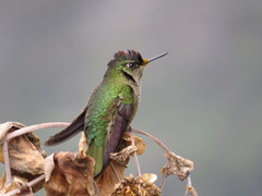 Sephanoides sephaniodes