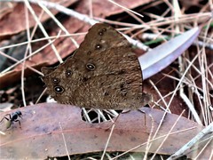 Melanitis leda bankia