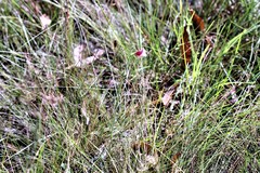 Centranthera cochinchinensis