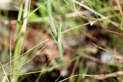Centranthera cochinchinensis