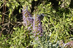 Cyanistes teneriffae teneriffae