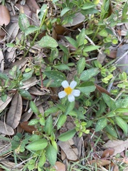 Bidens alba