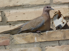 Streptopelia senegalensis