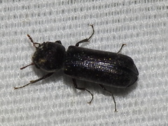 Amphicerus