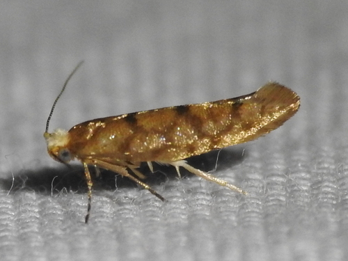 Juniper Seed Moth photo 2