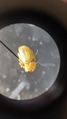 Melixanthus
