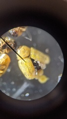 Melixanthus