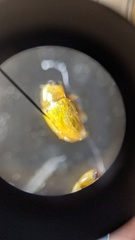 Melixanthus