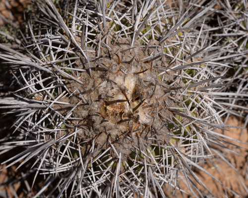 Copiapoa coquimbana