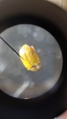 Melixanthus